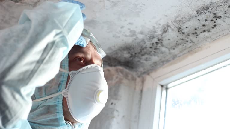 Why You Should Choose Our Mold Remediation Services in Dos Palos, CA